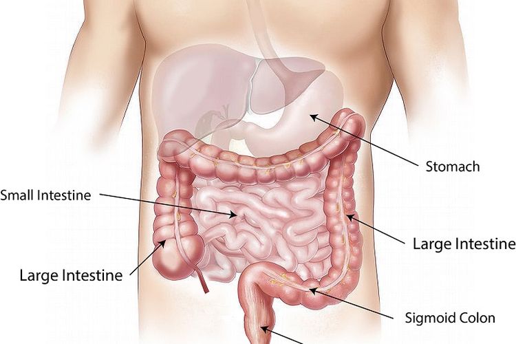 Detail Gambar Organ Organ Penyusun Sistem Pencernaan Nomer 33