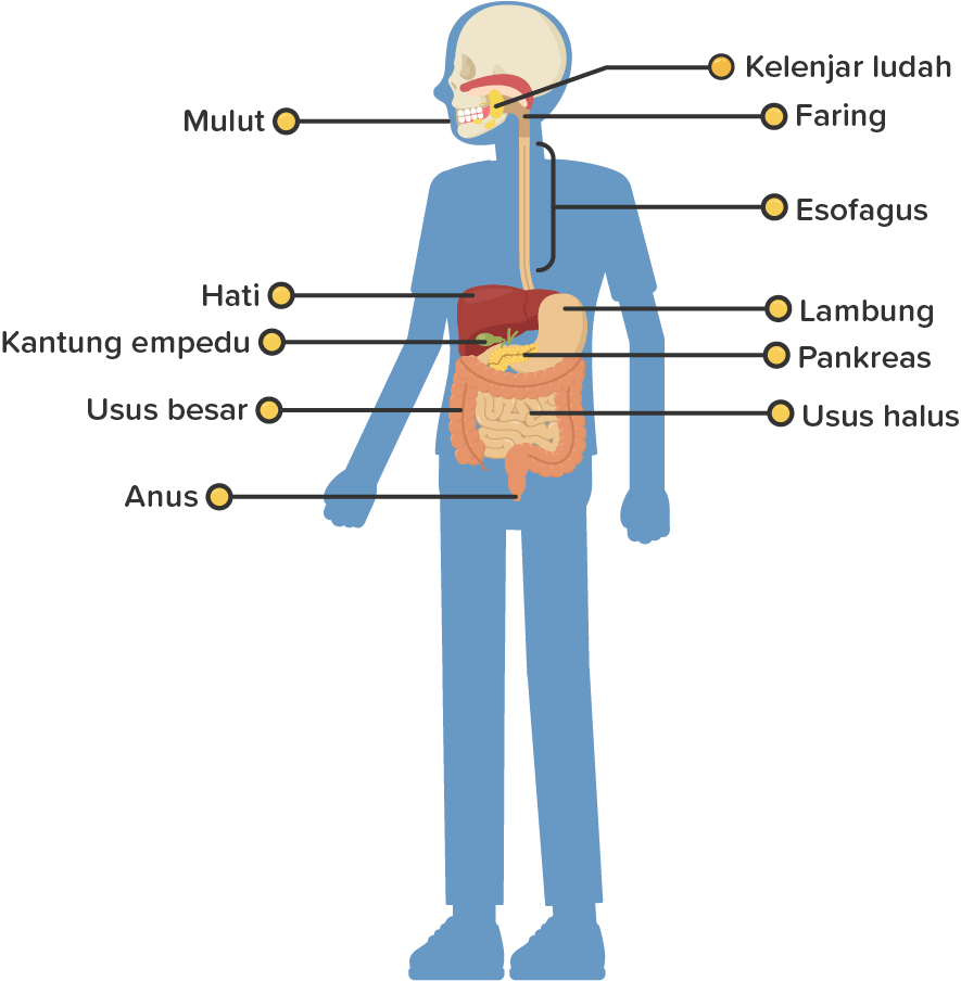 Detail Gambar Organ Organ Penyusun Sistem Pencernaan Nomer 38