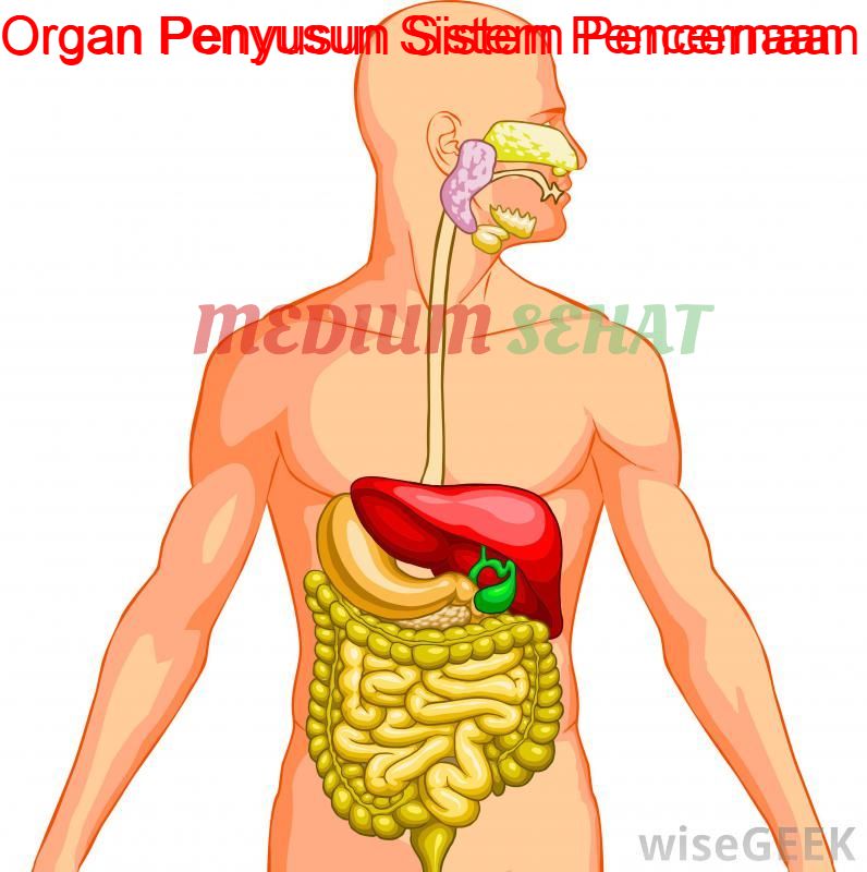 Detail Gambar Organ Organ Penyusun Sistem Pencernaan Nomer 39