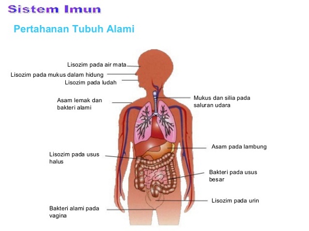 Detail Gambar Organ Organ Penyusun Sistem Pencernaan Nomer 44