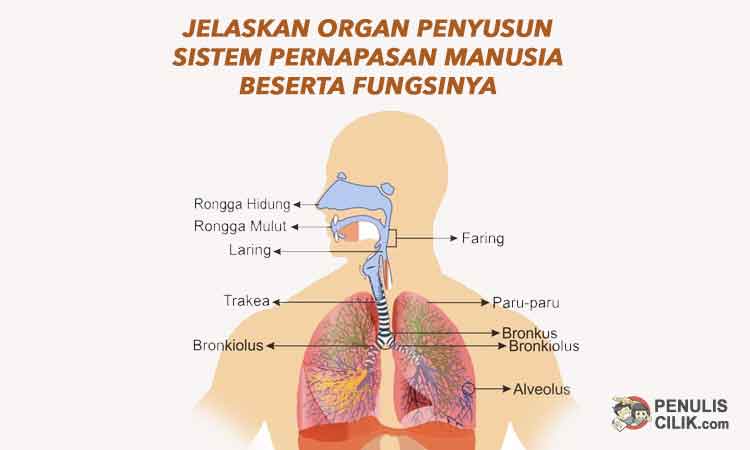 Detail Gambar Organ Organ Penyusun Sistem Pencernaan Nomer 46