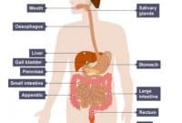 Detail Gambar Organ Organ Penyusun Sistem Pencernaan Nomer 51