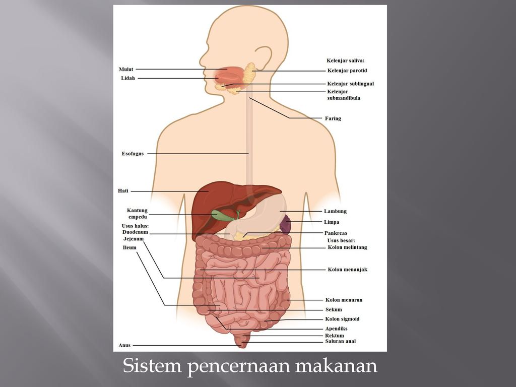 Detail Gambar Organ Organ Penyusun Sistem Pencernaan Nomer 52