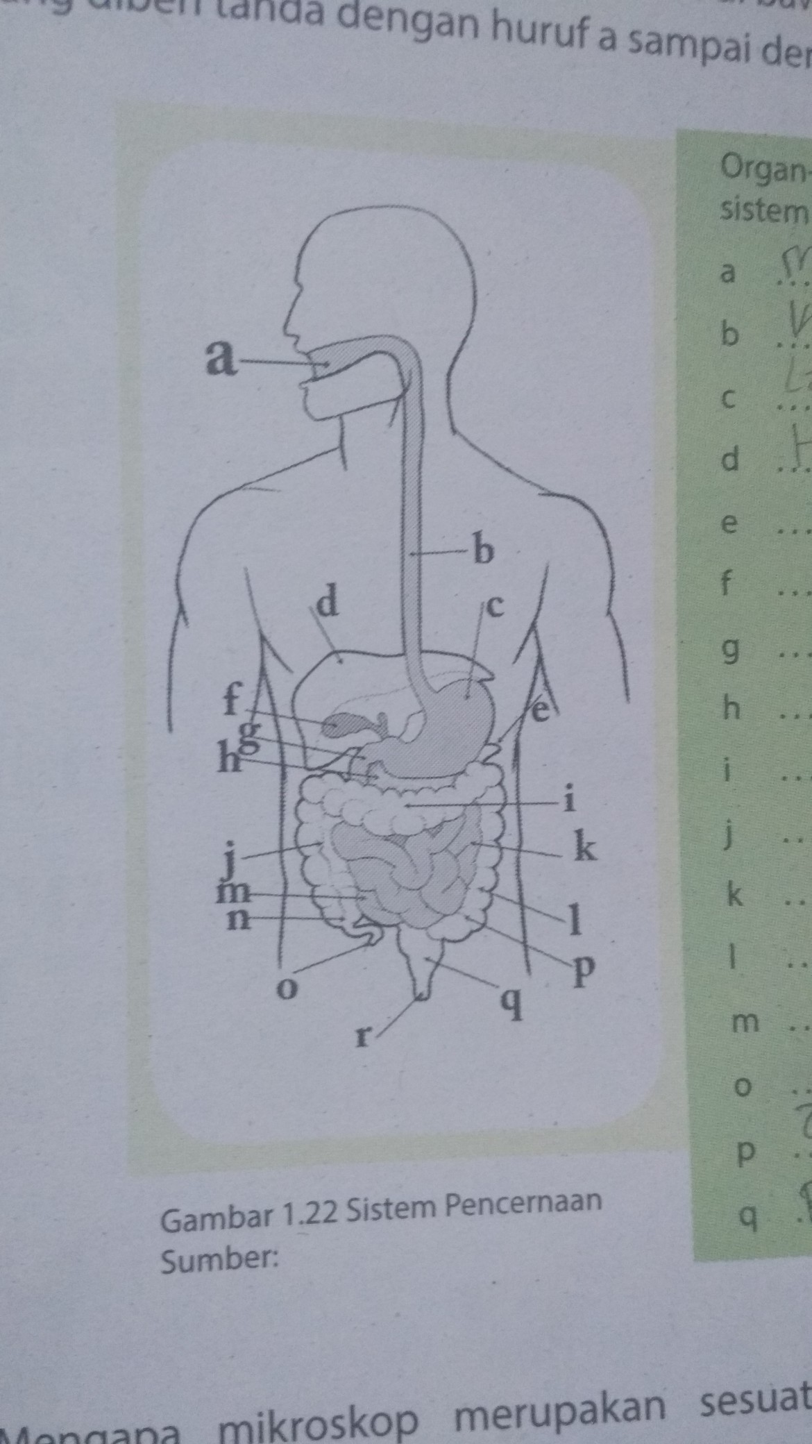 Detail Gambar Organ Organ Penyusun Sistem Pencernaan Nomer 10