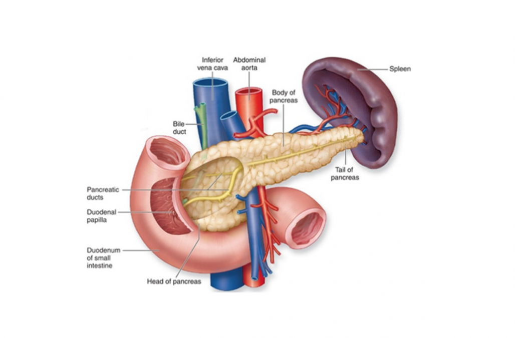 Detail Gambar Organ Pankreas Nomer 2