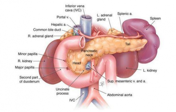 Detail Gambar Organ Pankreas Nomer 17