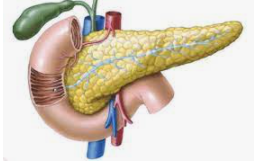 Detail Gambar Organ Pankreas Nomer 22