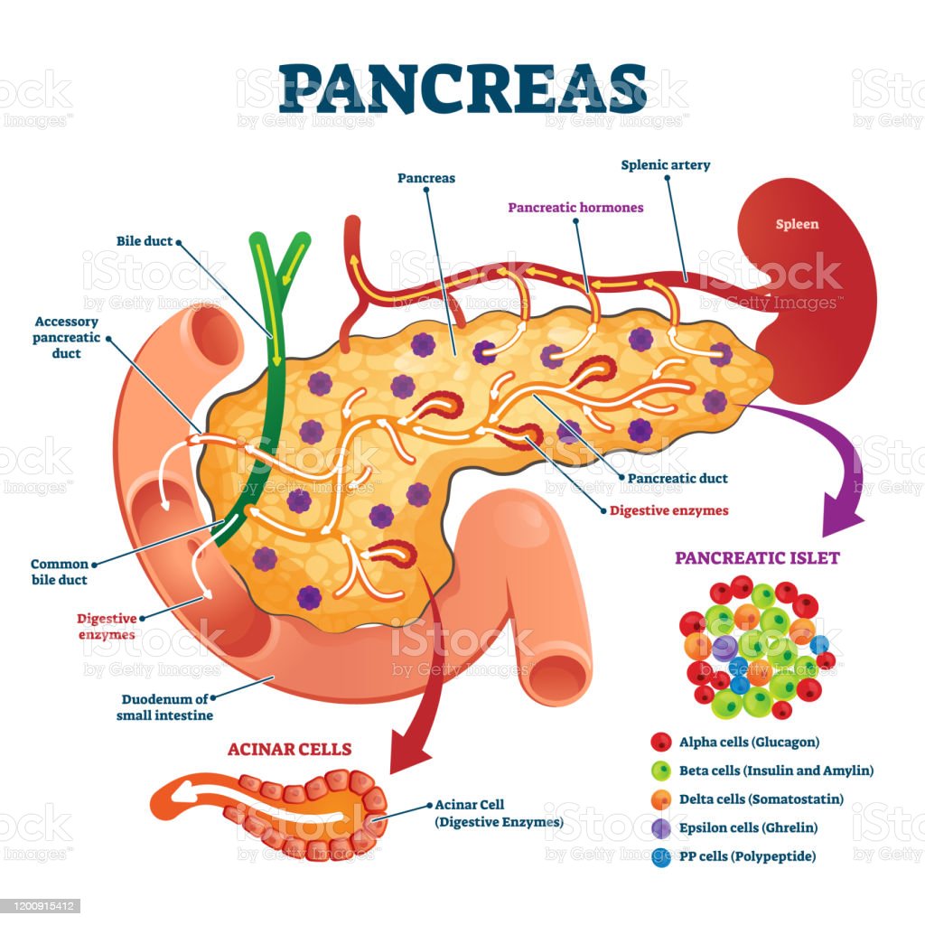 Detail Gambar Organ Pankreas Nomer 24