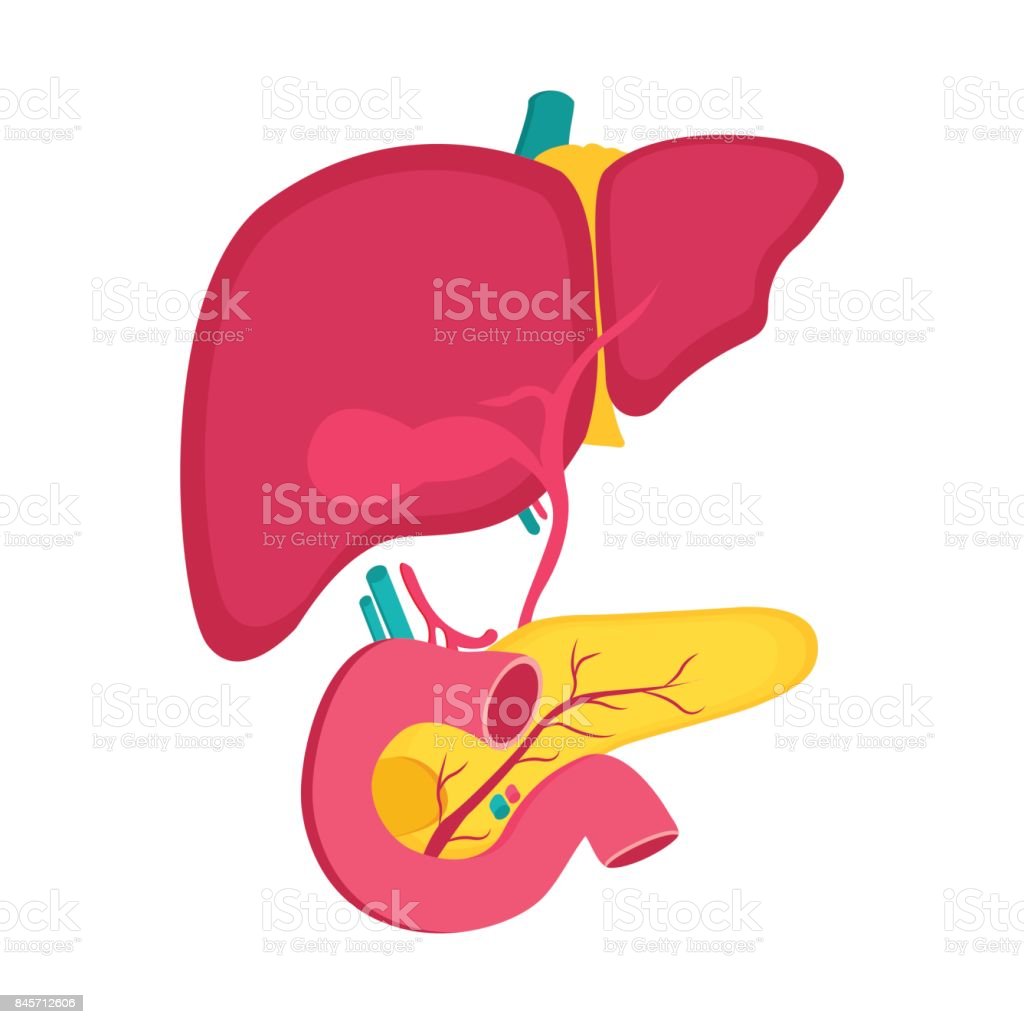 Detail Gambar Organ Pankreas Nomer 25