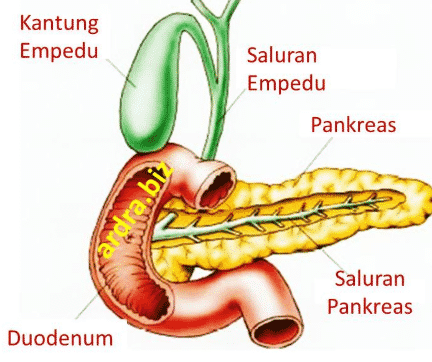 Detail Gambar Organ Pankreas Nomer 4