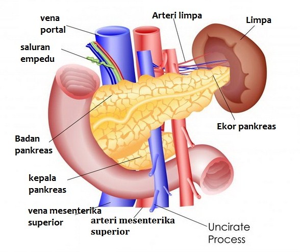 Detail Gambar Organ Pankreas Nomer 32