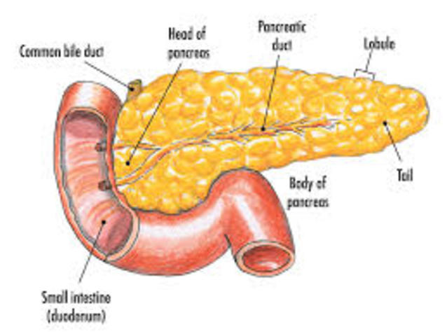 Detail Gambar Organ Pankreas Nomer 38