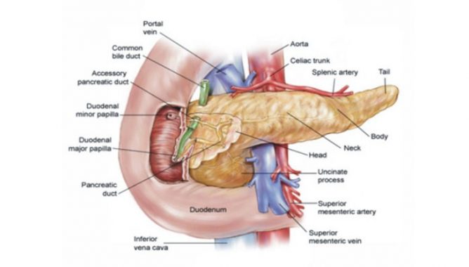 Detail Gambar Organ Pankreas Nomer 42