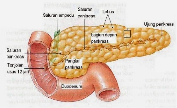 Detail Gambar Organ Pankreas Nomer 6