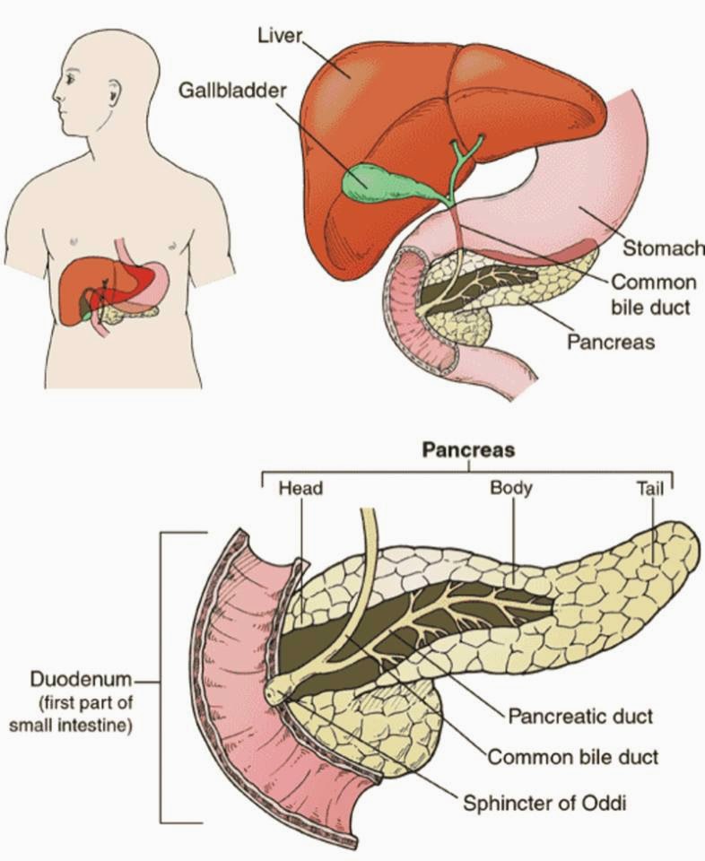 Detail Gambar Organ Pankreas Nomer 45