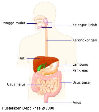 Detail Gambar Organ Pankreas Nomer 53
