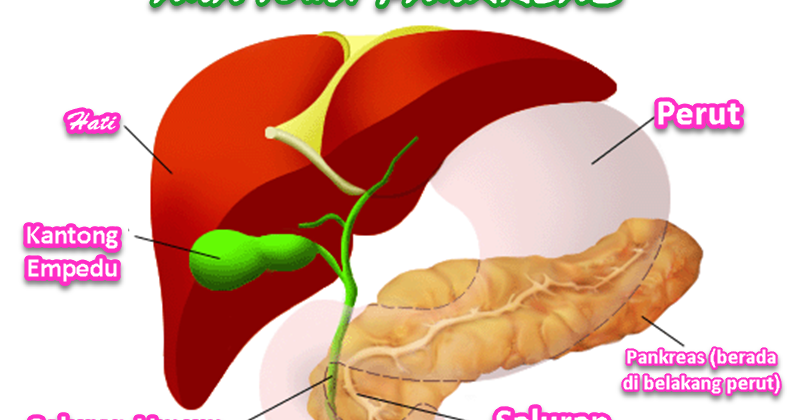 Detail Gambar Organ Pankreas Nomer 7