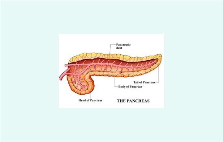Detail Gambar Organ Pankreas Nomer 10