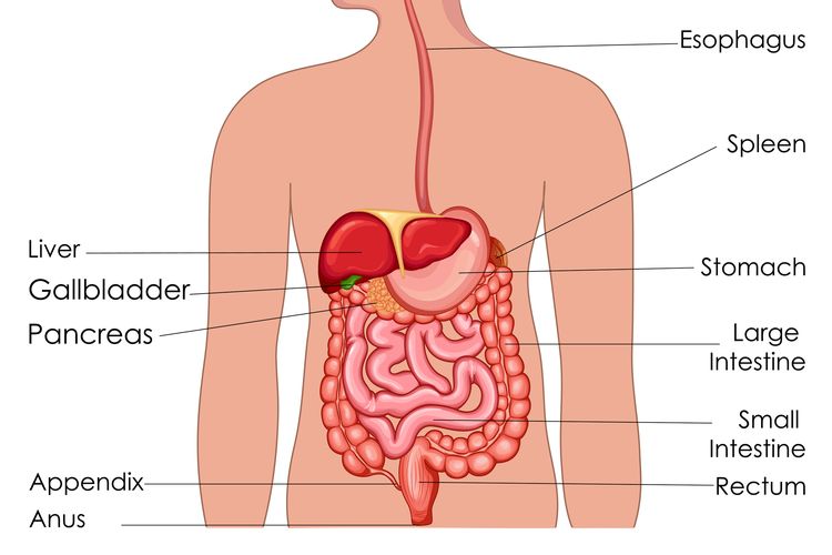 Gambar Organ Pencernaan Makanan - KibrisPDR