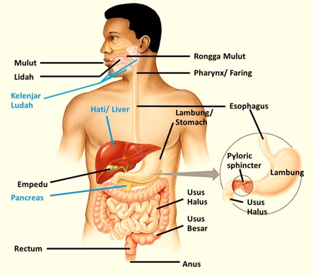 Detail Gambar Organ Pencernaan Makanan Nomer 11