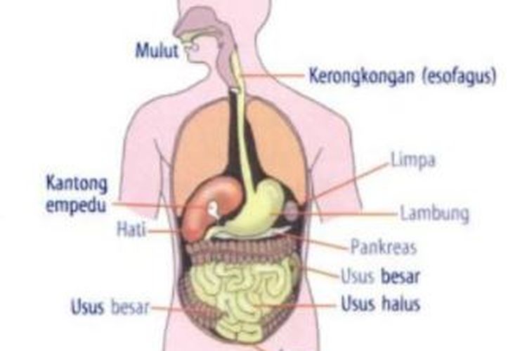 Detail Gambar Organ Pencernaan Makanan Nomer 18