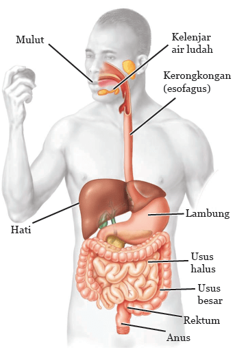 Detail Gambar Organ Pencernaan Makanan Nomer 19