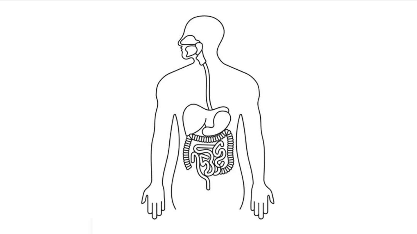 Detail Gambar Organ Pencernaan Makanan Nomer 20