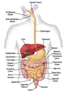 Detail Gambar Organ Pencernaan Makanan Nomer 25