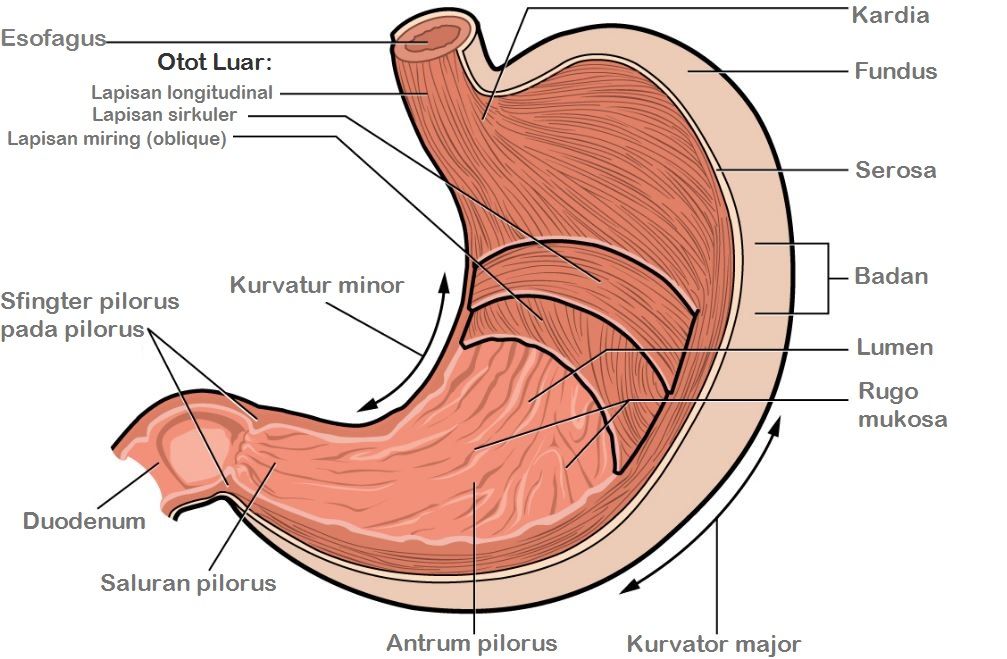 Detail Gambar Organ Pencernaan Makanan Nomer 29