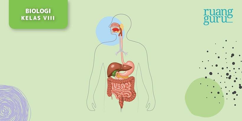 Detail Gambar Organ Pencernaan Makanan Nomer 30