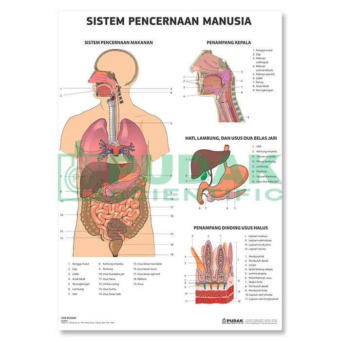 Detail Gambar Organ Pencernaan Makanan Nomer 31