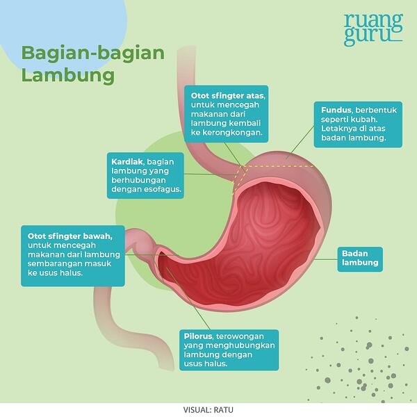 Detail Gambar Organ Pencernaan Makanan Nomer 34