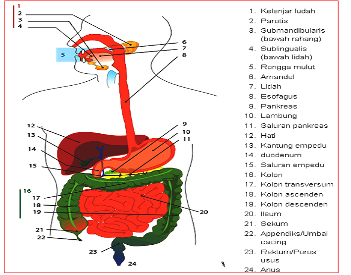 Detail Gambar Organ Pencernaan Makanan Nomer 36