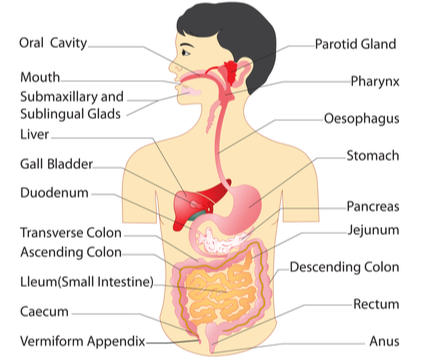 Detail Gambar Organ Pencernaan Makanan Nomer 37