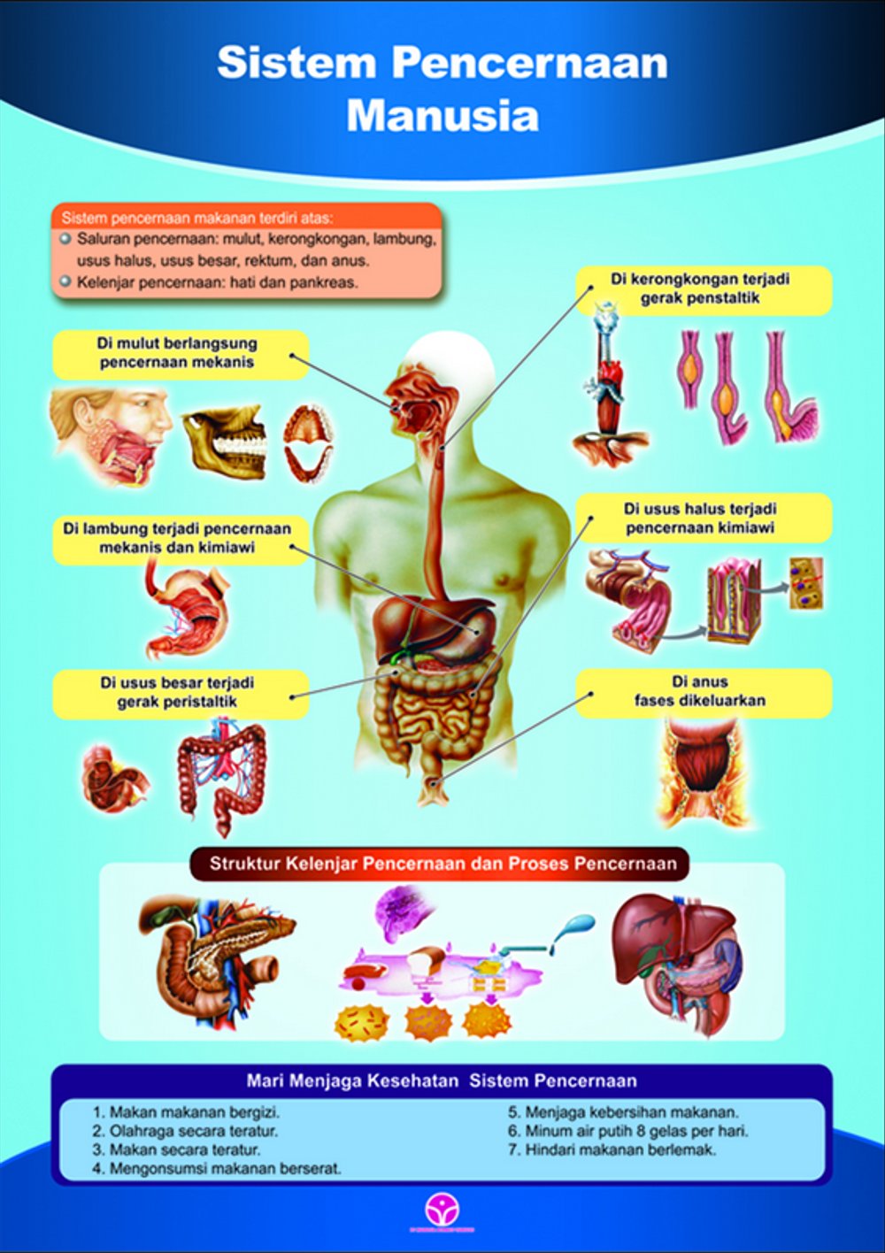 Detail Gambar Organ Pencernaan Makanan Nomer 38