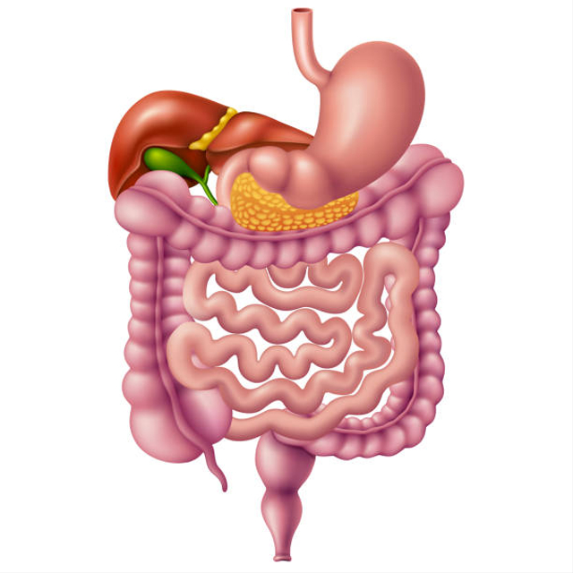 Detail Gambar Organ Pencernaan Makanan Nomer 41