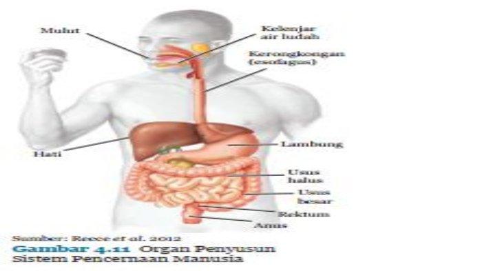 Detail Gambar Organ Pencernaan Makanan Nomer 42