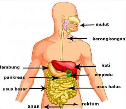 Detail Gambar Organ Pencernaan Makanan Nomer 6