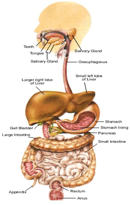 Detail Gambar Organ Pencernaan Makanan Nomer 48