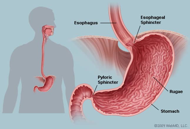 Detail Gambar Organ Pencernaan Makanan Nomer 49