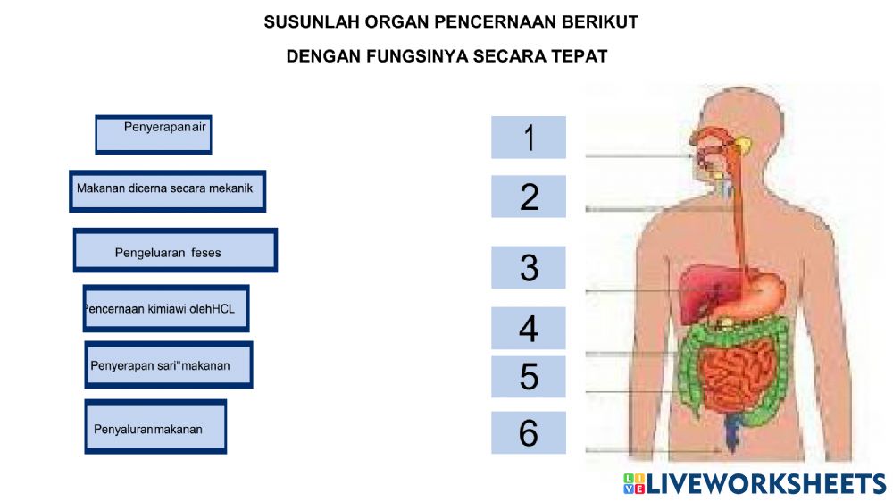 Detail Gambar Organ Pencernaan Makanan Nomer 51