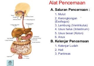 Detail Gambar Organ Pencernaan Makanan Nomer 52