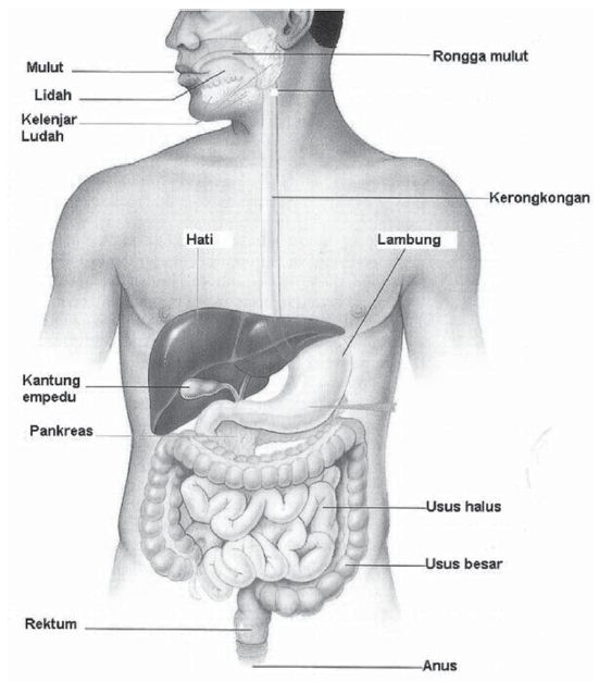 Detail Gambar Organ Pencernaan Makanan Nomer 56