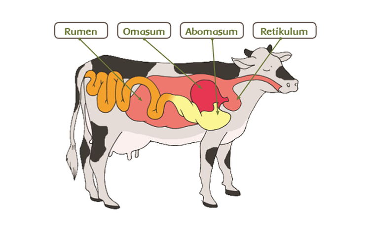 Detail Gambar Organ Pencernaan Pada Ruminansia Nomer 12