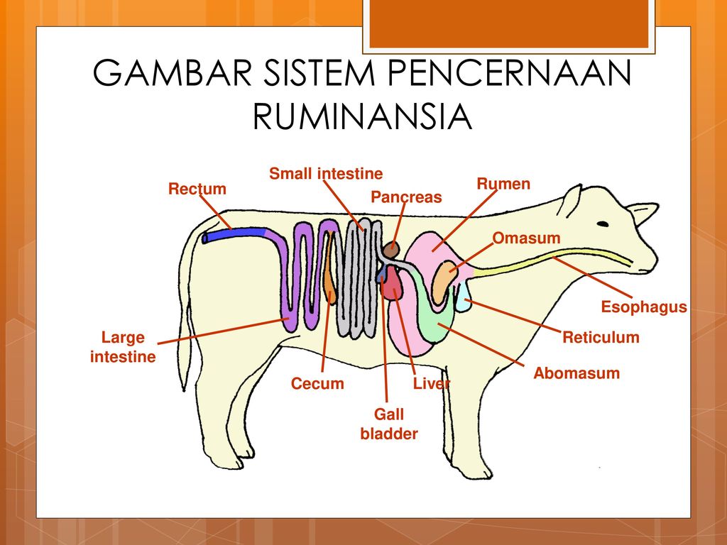 Detail Gambar Organ Pencernaan Pada Ruminansia Nomer 14