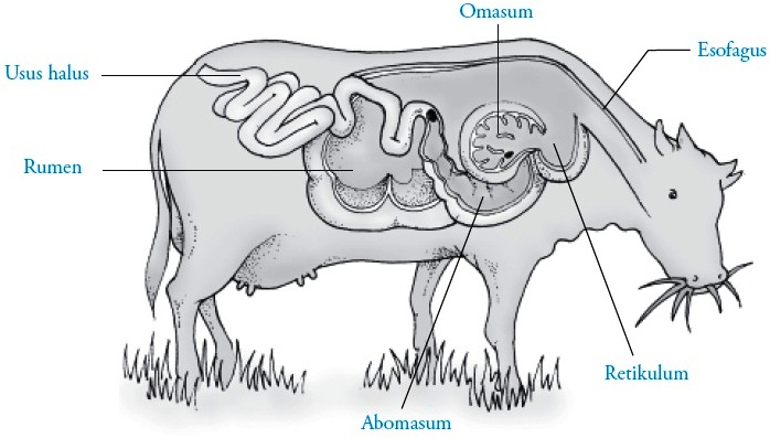 Detail Gambar Organ Pencernaan Pada Ruminansia Nomer 16