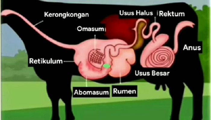 Detail Gambar Organ Pencernaan Pada Ruminansia Nomer 18