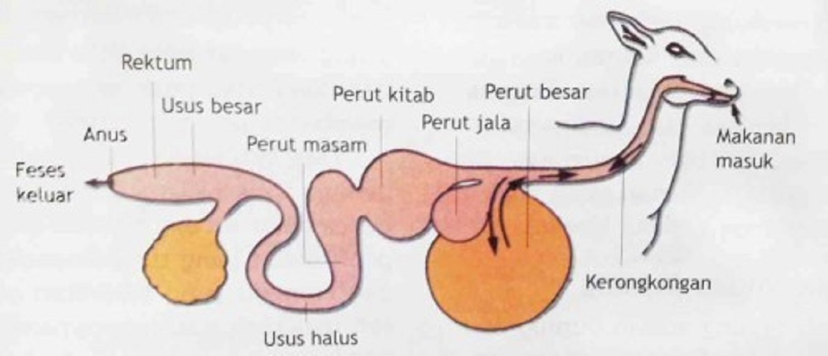 Detail Gambar Organ Pencernaan Pada Ruminansia Nomer 20