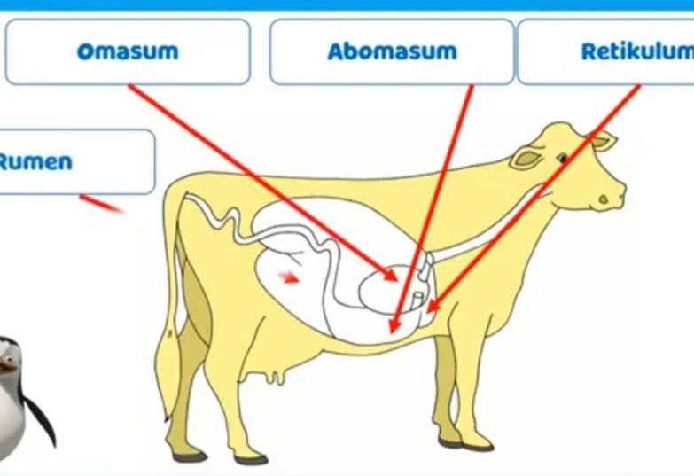 Detail Gambar Organ Pencernaan Pada Ruminansia Nomer 3