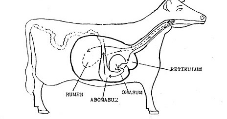 Detail Gambar Organ Pencernaan Pada Ruminansia Nomer 23